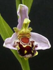 Hardy orchid ophrys for sale  AYLESBURY