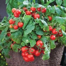 Vegetable tomato seeds for sale  LUTON