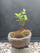 Bonsai buchsbaum buxus gebraucht kaufen  Mölln