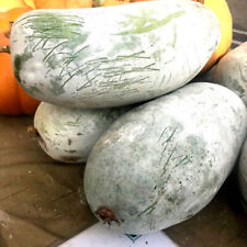 Kurki woskowe - Benincasa hispida - 5+ nasion Giant Wax Melon z Chin C 066 na sprzedaż  Wysyłka do Poland