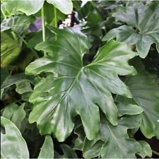 Philodendron selloum seeds for sale  San Francisco