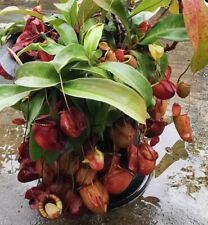 nepenthes plant for sale  Avondale