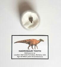 Hadrosaur tooth fossil for sale  EDINBURGH