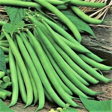 Climbing french bean for sale  LONDON