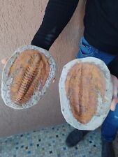 Fossili raro grande usato  Pontedera