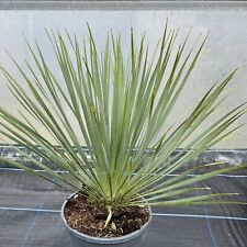 Yucca rostrata 20cm for sale  HELSTON