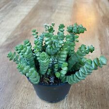 Crassula hottentot string for sale  SHEFFIELD