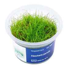 Eleocharis parvula vitro d'occasion  France