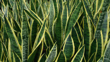 Rooted sansevieria draceana for sale  Palm Bay