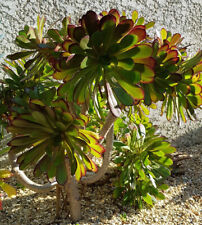 Aeonium arboreum velours d'occasion  Perpignan-