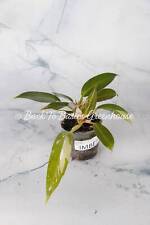 Philodendron wend imbe for sale  Mechanicsville