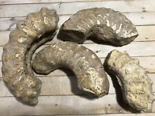 Texas ammonite fossils for sale  Decatur