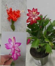 Christmas cactus cuttings for sale  BARKING