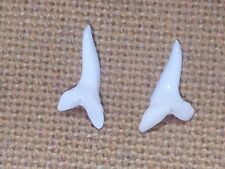 Dente squalo mako usato  Piombino