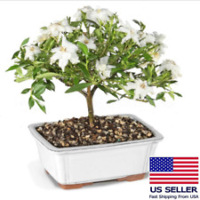 Live gardenia bonsai for sale  New York