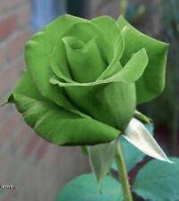 Green rose rosa for sale  Massillon