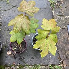 Sycamore trees potted for sale  CLITHEROE