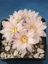 Gymnocalycium bruchii miniatur for sale  Tucson