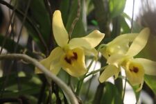 Dendrobium friedericksianum rc gebraucht kaufen  Bielefeld