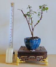 Tiny bonsai berberis for sale  LOWESTOFT