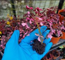 Oxalis plum crazy for sale  PLYMOUTH