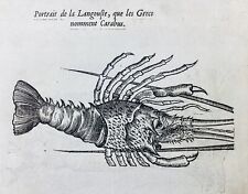 Langouste 1557 caméléon d'occasion  Tuchan