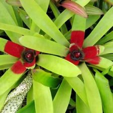 Bromeliad Neoregalia Mcwilliamsi, used for sale  Shipping to South Africa