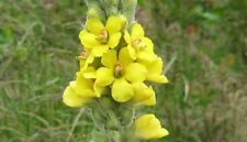 Mullein seeds verbascum for sale  Brimley