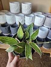 Hoya macrophylla pot for sale  Tampa