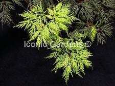 Rare japanese maple for sale  Stanwood