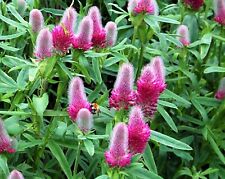 Trifolium rubens red for sale  BECCLES