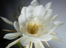 Epiphyllum white orchid for sale  OSWESTRY