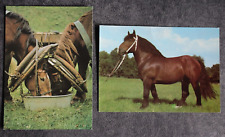 Postkarten kaltblut pferd gebraucht kaufen  Limburg
