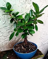Twisted bonsai green for sale  Miami
