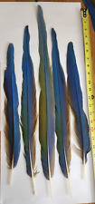 5 Blue and Gold Macaw Parrot Tail feathers, used for sale  Shipping to South Africa
