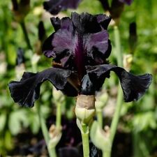 Tall bearded iris for sale  Saint George