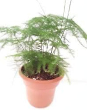 Asparagus fern plant for sale  Hacienda Heights