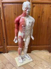 Used, Human Body Medical Aid Chinese Acupuncture Anatomical Model 80cm for sale  Shipping to South Africa