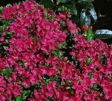 Azalea japonica excelsior for sale  Shipping to Ireland