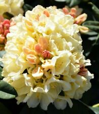 Rhododendron yakushiman xxxl for sale  NORTHWICH