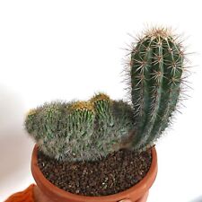Pachycereus Pringlei crested & Normal Shape 97R - no crested columna-alba, used for sale  Shipping to South Africa