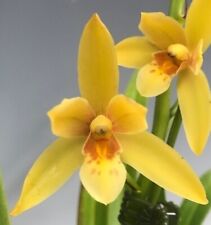 Cymbidium dutchman gold for sale  Ninety Six