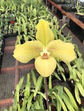 Paphiopedilum wossner norihang for sale  Oceanside