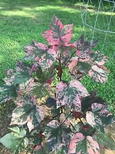 Red variegated leaf for sale  Abbeville