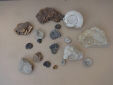 Kleine sammlung ammoniten gebraucht kaufen  Nürnberg
