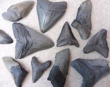 Megalodon fossil shark for sale  BURGESS HILL