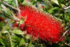 Callistemon citrinus splendens usato  Napoli