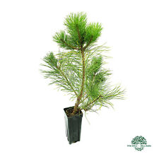 Pinus nigra 9x9x20 usato  Sonnino