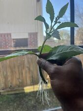 Gynura procumbens longevity for sale  Houston