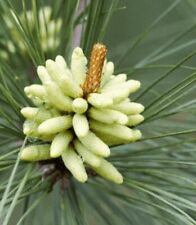 Loblolly pine trees for sale  Saint Simons Island